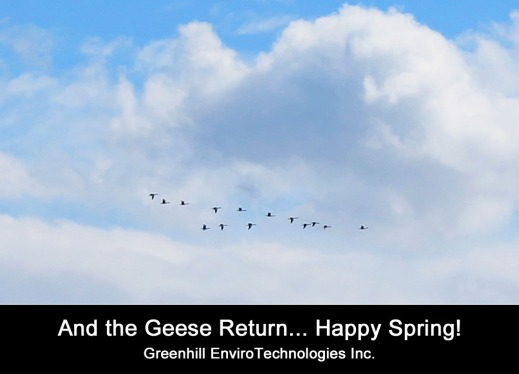 geese return copy